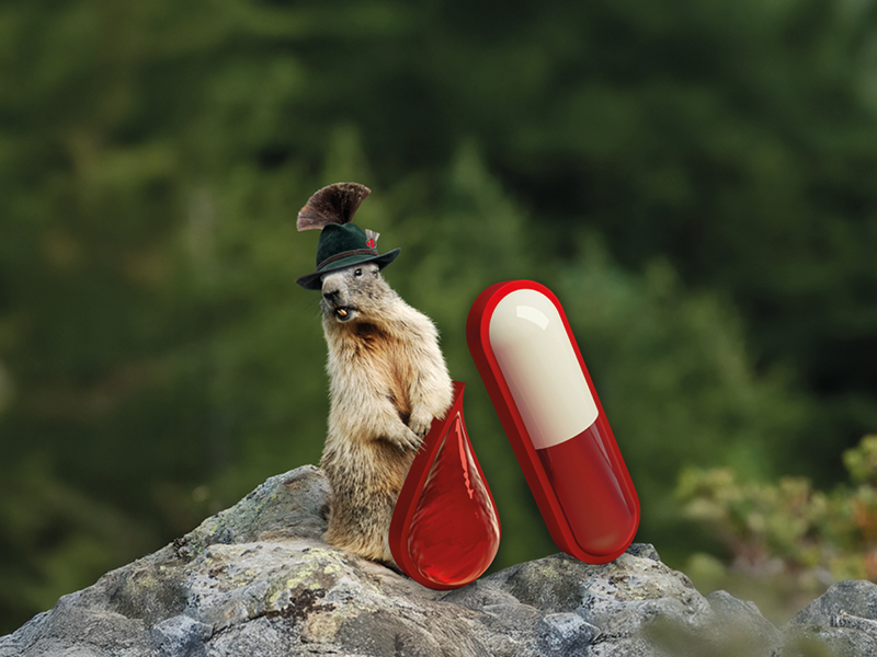 Murmeltier mit großem Icon in A-Form